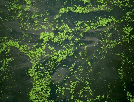 Болотные водоросли
