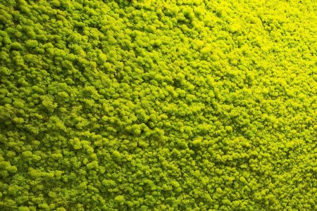 Бесшовная текстура зеленого мха (43 фото)