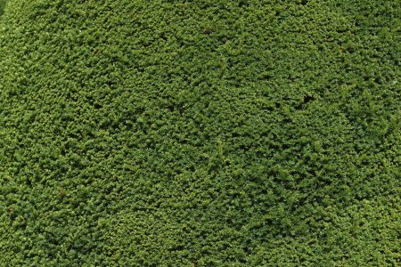 Grass Green ягель