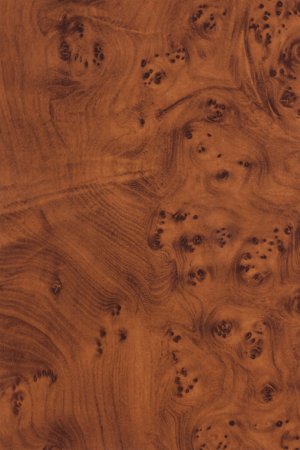 Корень камфоры шпон