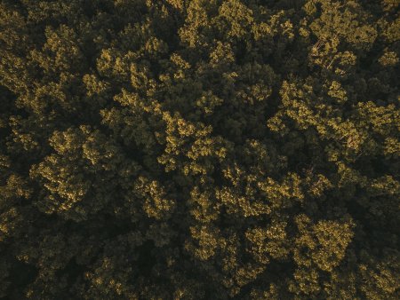 Текстура деревья вид сверху