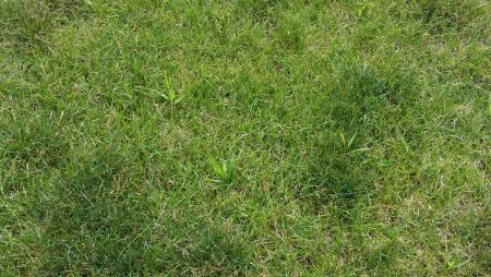 Бесшовная текстура осенней травы (41 фото)