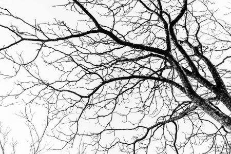 Фактура ветки дерева