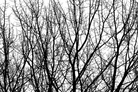 Бесшовная текстура ветки дерева (35 фото)