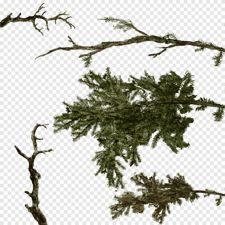 Ветка для фотошопа