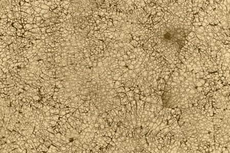 Filter/texture (фильтр/текстура) - craquelure (кракелюры