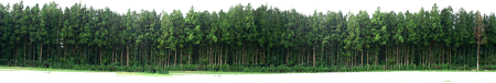 Панорама деревья