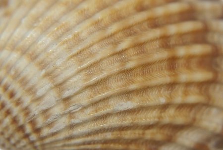 Фактура ракушки