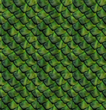 Зеленая чешуя