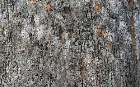 Bark texture бесшовная