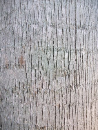 Бесшовная текстура ствола дерева (34 фото)