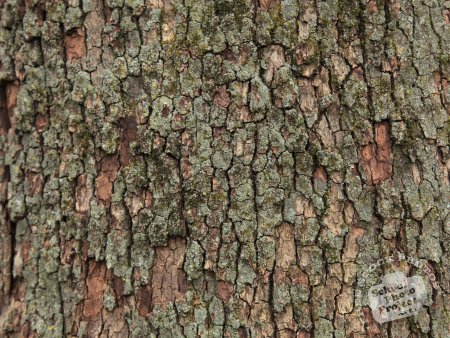 Bark Pine Tree texture