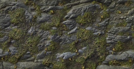 Mossy Rock texture
