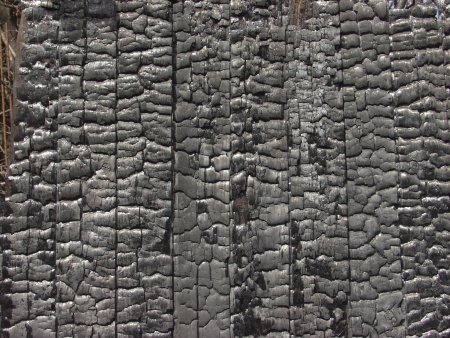 Горелое дерево