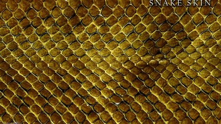 Бесшовная текстура кожи змеи (39 фото)