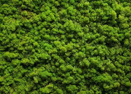 Мох фактура