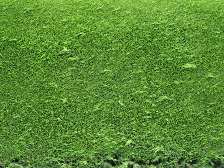 Grass textures 2k