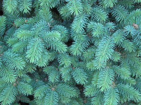 Лапник голубой ели