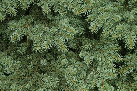Pinus елка пихта зелено/голубая 2.7