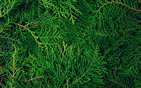 Thuja orientalis Leaf texture