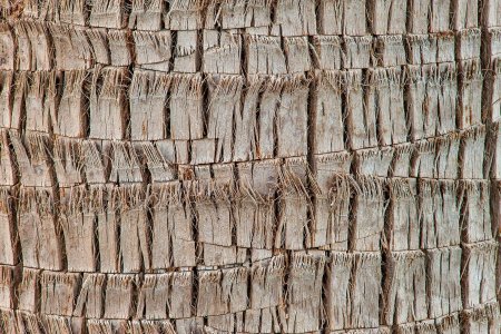 Palm Bark texture