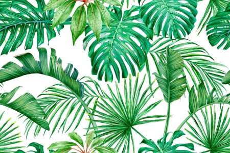 Тропические лист Monstera