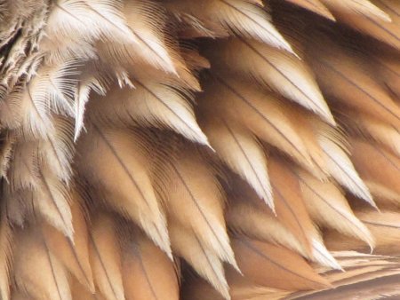 Бесшовная текстура перьев (45 фото)