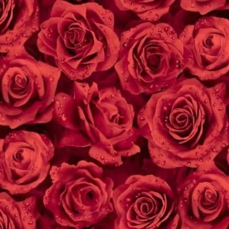 Фактура розы