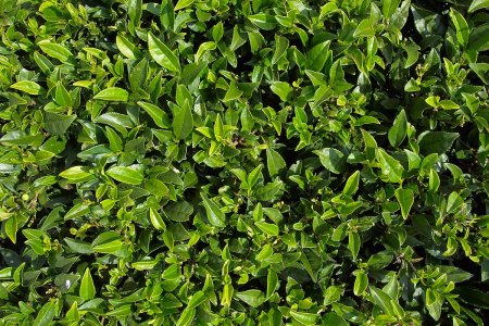 Small Tea texture