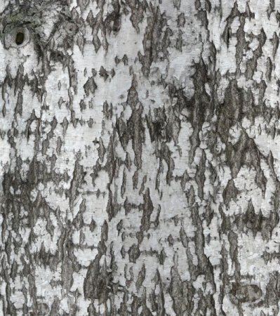 Birch Wood Bark texture
