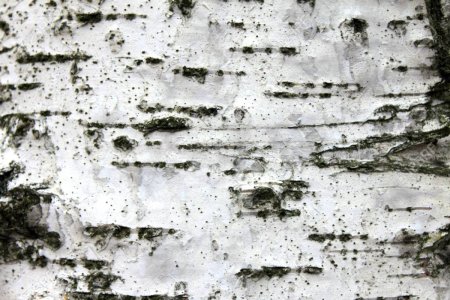 Текстура березовой коры бесшовная