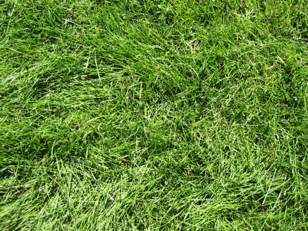 Текстура травы