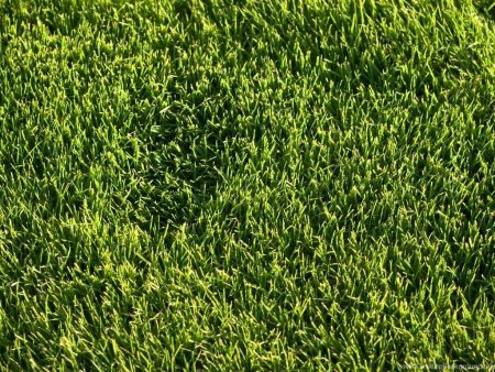 Grass texture 8к