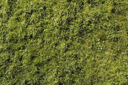 Grass textures 2k