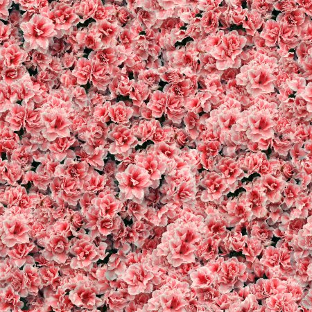 Цветы вид сверху