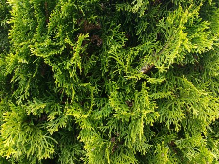 Туя Западная Wareana lutescens