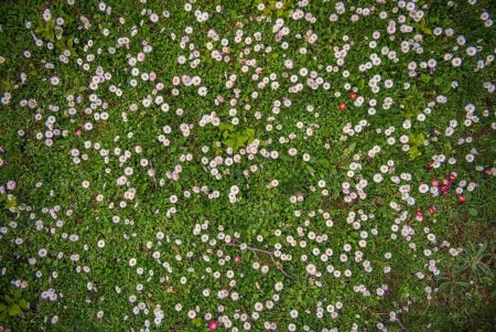 Газонная трава с цветами