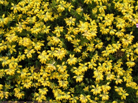 Газон с желтыми цветочками
