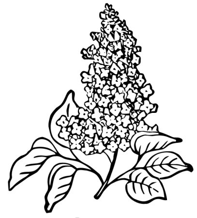 Сирень раскраска
