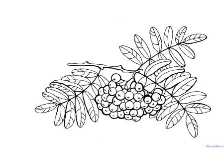 Ветка рябины рисунок
