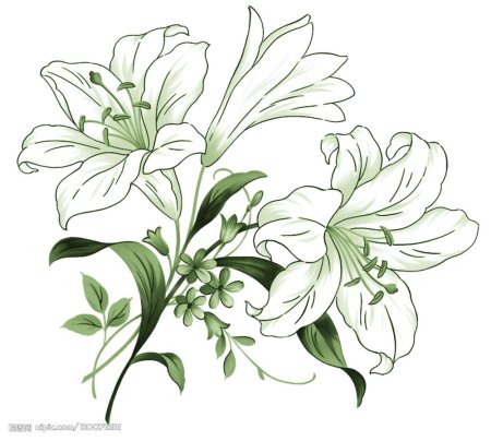 Лилия рисунок