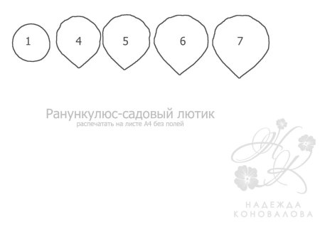 Лепестки ранункулюса шаблон
