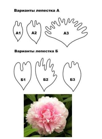 Выкройка пиона