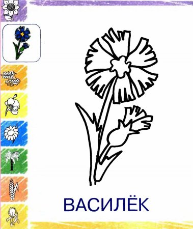 Василек раскраска для детей