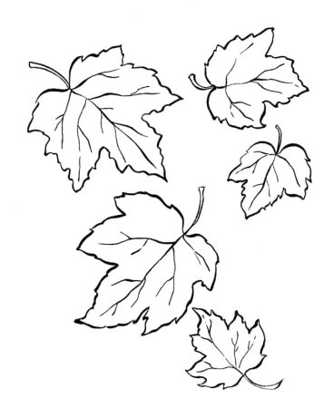 Трафарет кленовых листьев и цветов (44 фото)