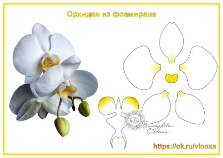 Лекало орхидеи