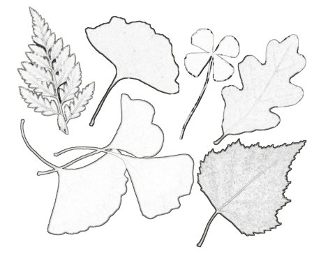 Трафарет осенних листьев и цветов (49 фото)