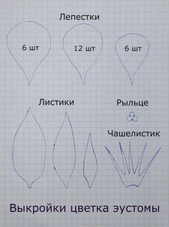Формы лепестков цветов