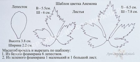 Чашелистик анемона шаблон
