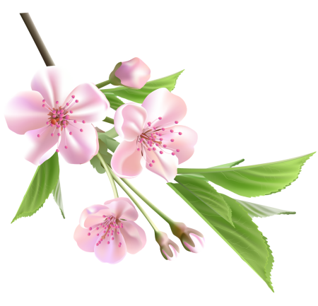 Красивые цветы клипарт